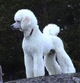 Albinmaj05.JPG