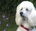 GAlbinAlbinnära200407.jpg