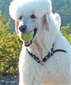 GAlbinbollensom09.jpg