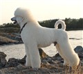 GAlbinspanarhavet09.jpg
