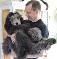 GBusHusseslillahund1.jpg