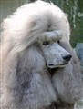 GMaltehuvud.jpg