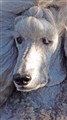 GMaltesilversom084.jpg