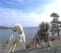 GPromenadMalteAlbinNorvik4.jpg