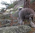GPromenadMalteAlbinNorvik8.jpg