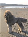 GsemMaltestranden.jpg