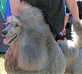 Maltepudelnationalen08.jpg