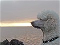 albinohavet2009.jpg