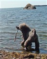 dagbokringvägenpromenad8.jpg