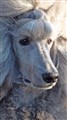 gMaltesilversom083.jpg
