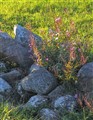 gsemöland7.jpg