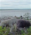 jämtland2.jpg