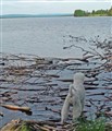 jämtland4.jpg
