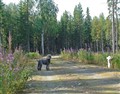 jämtland5.jpg