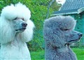 maltealbinansikten2010.jpg