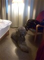 maltehotellet.jpg