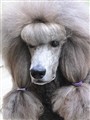 maltessvall2.jpg