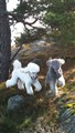 springskogen.jpg