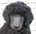 vappis6.jpg